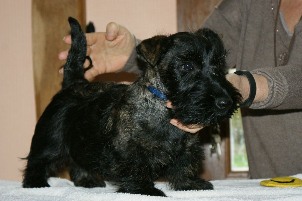 du clos barnabé - Chiot disponible  - Scottish Terrier
