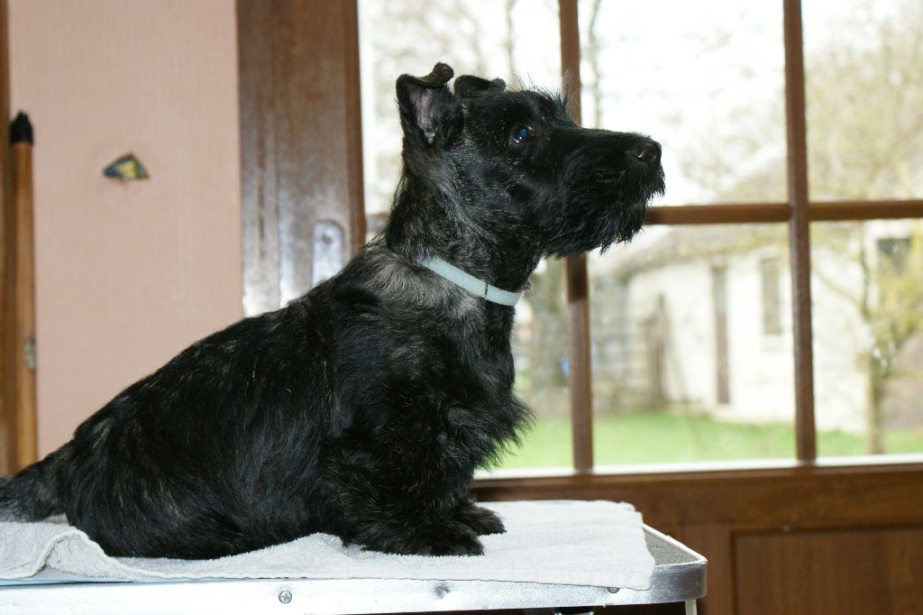du clos barnabé - Chiot disponible  - Scottish Terrier