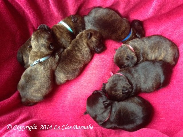 chiots Fairlie